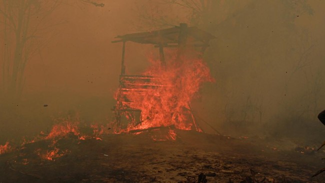 Api membakar sebuah pondok dari bambu di Kelurahan Sabaru, Palangka Raya, Kalimantan Tengah, Sabtu (15/8/2026). Petugas gabungan bersama warga setempat memadamkan kebakaran lahan yang mendekati kawasan permukiman dengan mengandalkan sumber air dari s