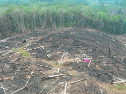 Kemenhut Periksa 4 Perusahaan di Kalbar, Cek Kesiapan Hadapi Karhutla