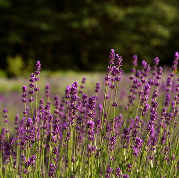 5 Tanaman Pengusir Nyamuk yang Bisa Ditanam di Rumah, Ada Serai hingga Lavender