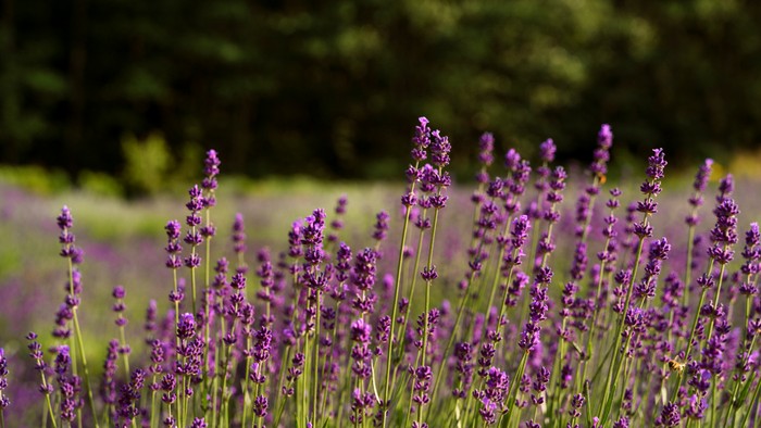 5 Tanaman Pengusir Nyamuk yang Bisa Ditanam di Rumah, Ada Serai hingga Lavender