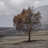 Kondisi pohon terdampak kebakaran hutan dan lahan di Taman Nasional Bromo Tengger Semeru (TNBTS), Jawa Timur, Kamis (20/8/2026). Berdasarkan data BPBD Jawa Timur, total lahan yang terdampak karhutla di kawasan TNBTS mencapai 1.121,66 hektare setelah