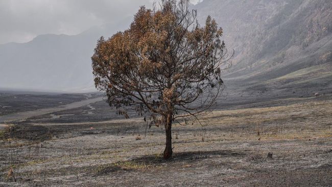Kondisi pohon terdampak kebakaran hutan dan lahan di Taman Nasional Bromo Tengger Semeru (TNBTS), Jawa Timur, Kamis (20/8/2026). Berdasarkan data BPBD Jawa Timur, total lahan yang terdampak karhutla di kawasan TNBTS mencapai 1.121,66 hektare setelah
