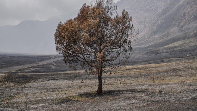 Pembukaan Kembali Wisata Gunung Bromo Pascakebakaran