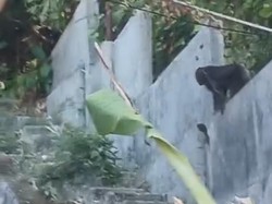 Kawanan Monyet Liar Teror Warga di Barru Diduga Kelaparan Imbas Kemarau