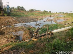 Sungai Silugonggo Asat, Ribuan Hektare Sawah di Pati Terancam Gagal Panen