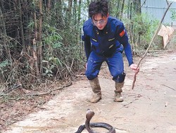 Tangkap 20 Ular Sehari Pakai Tangan Kosong, Pria Ini Jadi Pahlawan