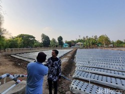 Kembangkan Pertanian Canggih Pakai AI, Pleret Bantul Habis Rp 67 Juta