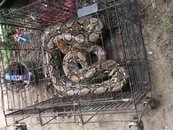 Piton 3,5 Meter Gegerkan Warga Pasuruan, Damkar Turun Tangan