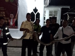 Ular Piton 3 Meter Berkeliaran di PN Palopo, Damkar Evakuasi