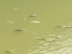 Viral Ikan-ikan Mabuk di Cisadane, Begini Penjelasan DLH Kota Tangerang