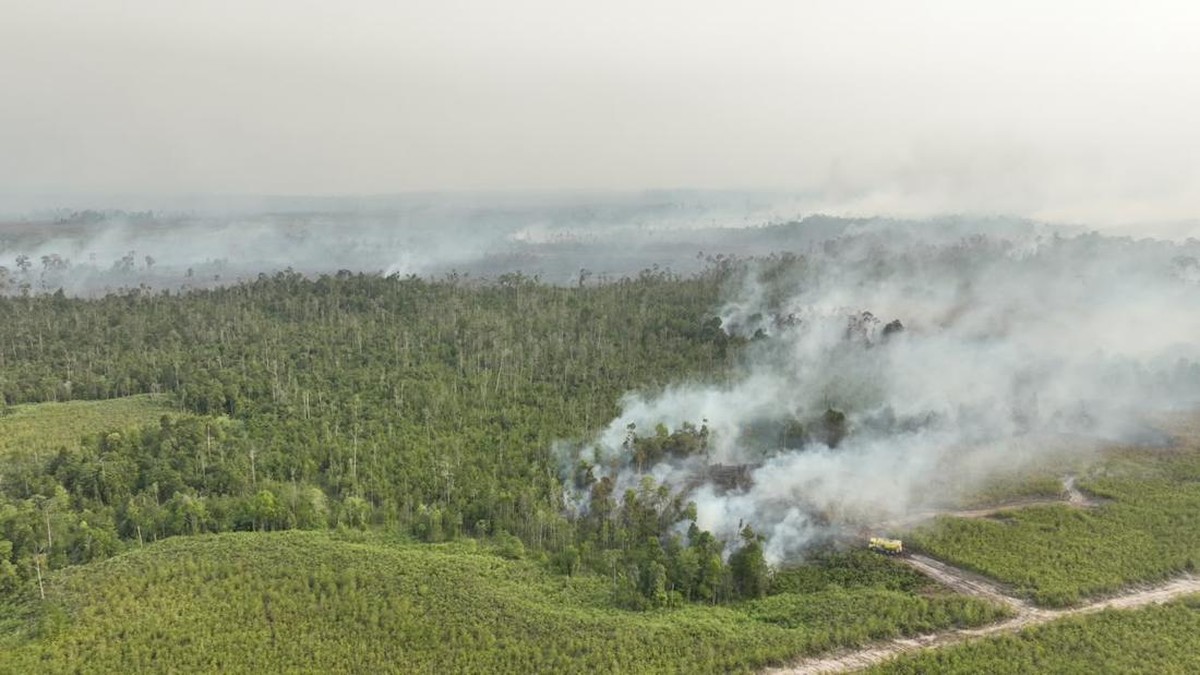 5 Perusahaan Kena Sanksi Karhutla Kalimantan, 1 Izin Dibekukan