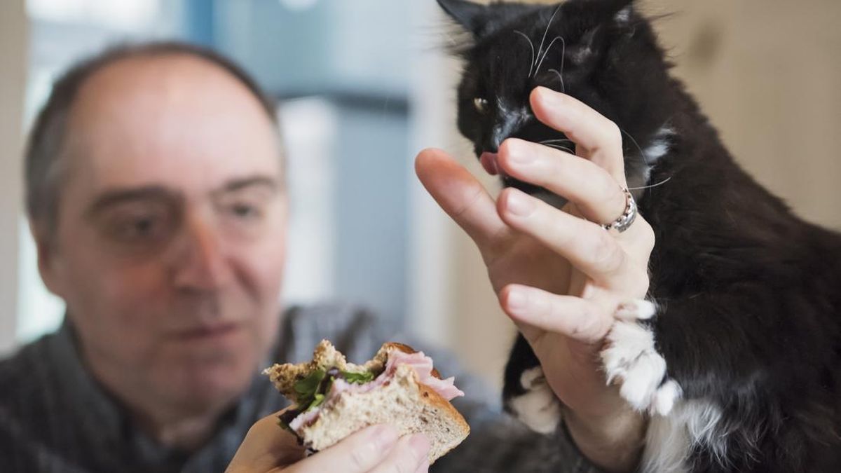 Kucing Minta Makan Melulu? Ini 8 Cara Mengatasinya