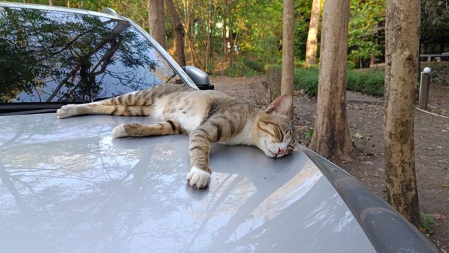 Cat sleeping relaxing on the hood of the car.