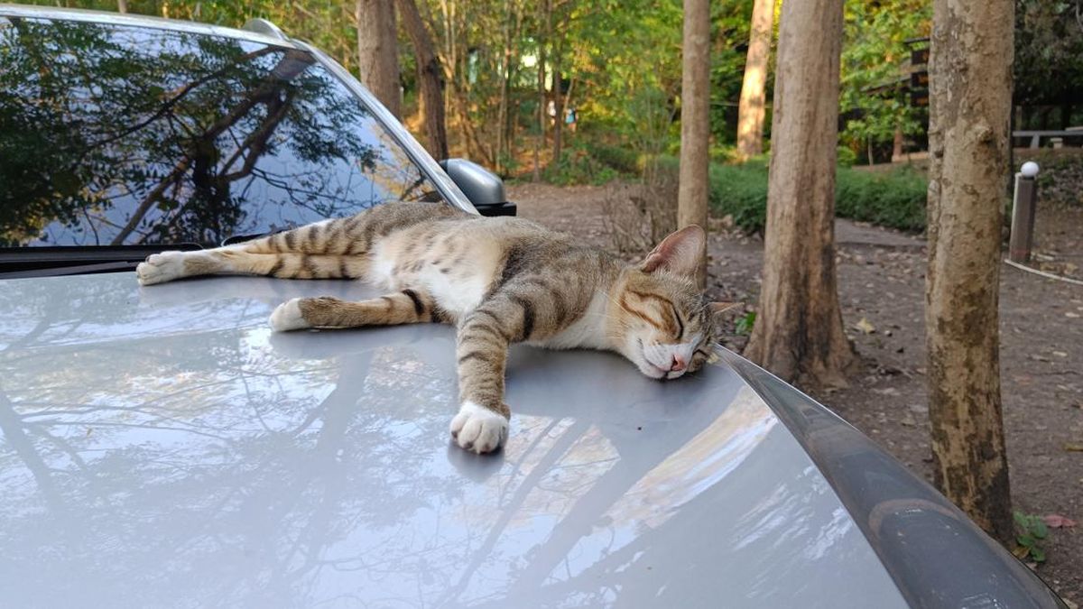 Kenapa Kucing Suka Tidur di Kap Mobil? Ini Alasannya