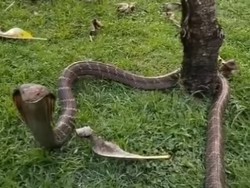 King Cobra 2,2 Meter Masuk Vila di Tabanan, Diduga Cari Mangsa