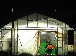 Petani Jepang Kini Bertani Tengah Malam, Suhu Panas Makin Mematikan