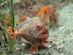 Populasi Ikan Merah dengan Tangan Makin Kritis, Diperkirakan Sisa 250 Ekor