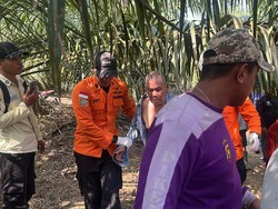 Hilang di Kebun Sawit, Kakek di Jambi Diselamatkan Tim SAR