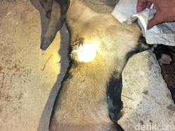 Heboh 3 Kambing dan Unggas Mati Digigit Anjing Misterius di Gunungkidul