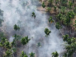 Manggala Agni Padamkan Kebakaran Kebun Pinang di Tanjabbar Jambi