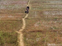 Puncak Kemarau Jatim Agustus-September, Ini Imbauan BMKG