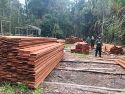 Kemenhut Bongkar Pembalakan Liar di Kerumutan Riau, 6 Orang Jadi Tersangka