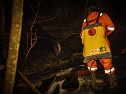 Karhutla Berau, Api Dekati Pusat Rehabilitasi Orang Utan