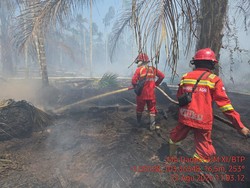 Kebun Pinang Terbakar di Jambi Seluas 2,5, Ha, Petugas Kesulitan Sumber Air