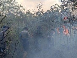 Taman Nasional Way Kambas Terbakar, Kepala Balai Pastikan Gajah Liar Aman