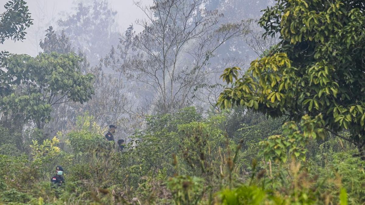 4 Perusahaan Diselidiki Terkait Kebakaran Hutan Kebakaran