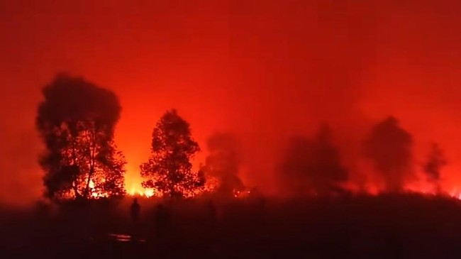 Hutan Taman Nasional Way Kambas, Kabupaten Lampung Timur, Lampung, terbakar.