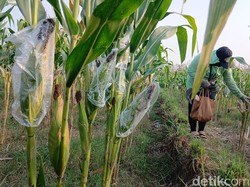 Curhat Petani di Blora Berkali-kali Gigit Jari Imbas Serangan Hama Tikus