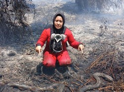 Karhutla Mengancam Satwa, Ular-Trenggiling Ditemukan Mati di Kalbar