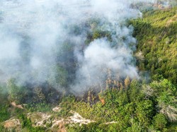 Perjuangan Petugas Padamkan Karhutla di Kampung Enam Tarakan