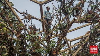 Sejumlah pekerja menata persiapan Pameran Flora dan Fauna (Flona) 2026 di Lapangan Banteng, Jakarta, Minggu (23/8). (CNN Indonesia/Febria Adha L)