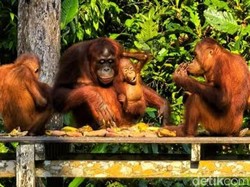 Karhutla Kobar Menggila, Habitat Orang Utan Terbesar di Dunia Diawasi Terus