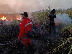 Raja Juli Kirim Utusan untuk Pantau Kebakaran di Taman Nasional Way Kambas