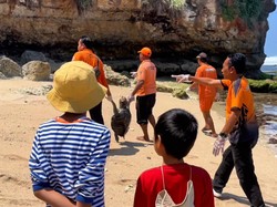 Kondisi Miris 2 Bangkai Penyu Jumbo di Pantai Gunungkidul