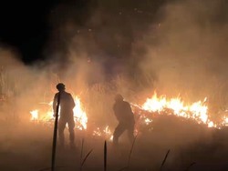 Sempat Padam, Titik Api Baru Kembali Muncul di Taman Nasional Way Kambas