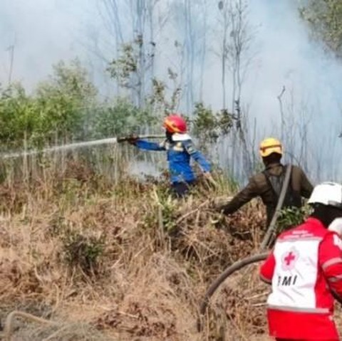 5 Faktor Penyebab Karhutla di Indonesia, Banyak Dipicu Ulah Manusia