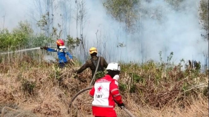 5 Faktor Penyebab Karhutla di Indonesia, Banyak Dipicu Ulah Manusia