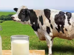 Kaya Nutrisi, Kenali 5 Khasiat Minum Susu Setiap Hari bagi Tubuh