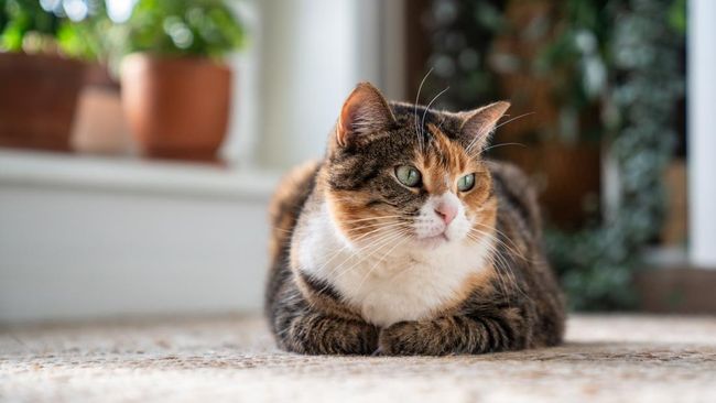 kucing posisi roti