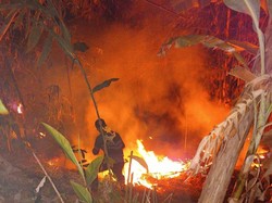 6 Hektare Lahan di Pandeglang Terbakar, Api Diduga dari Puntung Rokok
