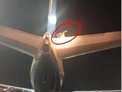 Pesawat Delay, Dibajak Burung Pemakan Bangkai