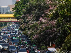 Kala Warga Jakarta Rasakan Vibes Jepang via Tabebuya