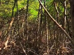 Rusa-rusa TNBB Serbu Kubangan Air Buatan di Tengah Kemarau