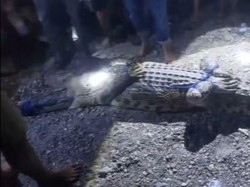 Buaya 3 Meter Diduga Terkam Bocah di Mateng Ditangkap, Korban Masih Dicari