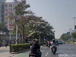 Tabebuya di Jakpus Serasa Vibes Jepang, Warga: Refreshing Mata Kalau Macet