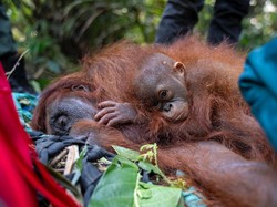 Induk dan 2 Anak Orang Utan Terjebak Akibat Karhutla di Ketapang